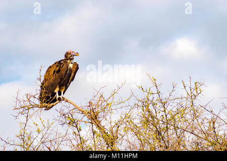 Vulture scavenger poste nella parte superiore di un'acacia nel parco del Masai Mara nel nord ovest del Kenya Foto Stock