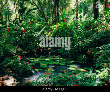 Acqua lillies, Nymphaeaceae, nella foresta pluviale tropicale Foto Stock