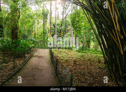 Svuotare il bambù rivestita di percorso in un parco tropicale in Brasile Foto Stock