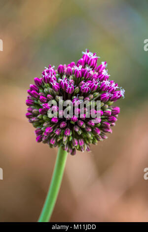 Chiudere l immagine di Allium sativum o 'coltivate aglio' Foto Stock