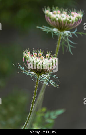 Chiudere l immagine di fiori selvaggi isolati su morbido sfondo naturale Foto Stock