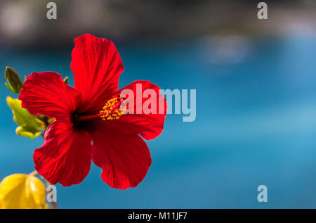 Red Hibiscus rose su un mare blu sullo sfondo Foto Stock