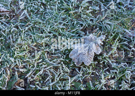 Una coperta di brina leaf giacente su erba in inverno, Dorset, Regno Unito Foto Stock