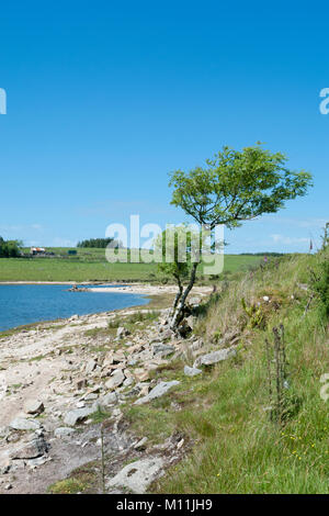 Lago Colliford ( Reservoir ) Nr Bolventor, Cornwall, Inghilterra, Regno Unito in giugno Foto Stock