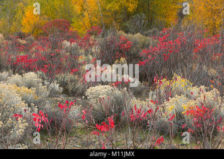 Un giardino selvaggio di piante lungo un streambed nel grande bacino deserto di Washington. Rabbitbrush, salvia, sumac e pioppi neri americani fanno per un colorato caduta. Foto Stock
