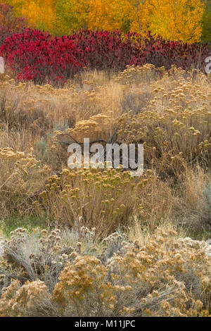 Un giardino selvaggio di piante lungo un streambed nel grande bacino deserto di Washington. Rabbitbrush, salvia, sumac e pioppi neri americani fanno per un colorato caduta. Foto Stock