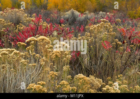 Un giardino selvaggio di piante lungo un streambed nel grande bacino deserto di Washington. Rabbitbrush, salvia, sumac e pioppi neri americani fanno per un colorato caduta. Foto Stock