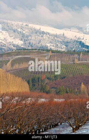 Un wintery scena arriva in autunno per i frutteti di ciliegi vicino al Columbia River Gorge di Oregon. Stati Uniti d'America Foto Stock