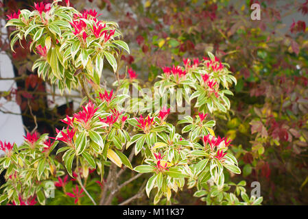 Colori brillanti su foglia di nuovo la crescita su un Sarcococca japonica Flaming Silver piccolo albero in un giardino inglese nel marzo Foto Stock