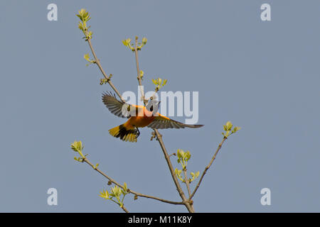 Baltimore Rigogolo maschio vola attraverso l alberello • Montezuma NWR, NY • 2011 Foto Stock