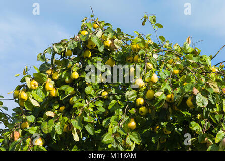 Un abbondante raccolto di Cydonia oblonga Meech è prolifico che crescono in un giardino inglese Foto Stock