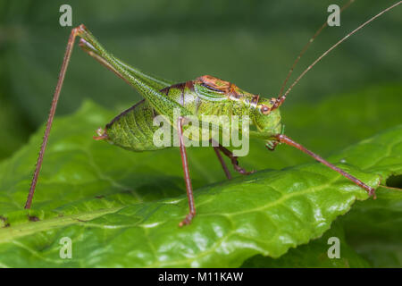 Chiazzato Bush Cricket maschio (Leptophyes punctatissima) in appoggio su una foglia. Clonmel, Tipperary, Irlanda. Foto Stock