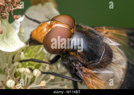 Grandi Pied-Hoverfly (Volucella pellucens) vicino la foto della sua testa. Cahir, Tipperary, Irlanda Foto Stock