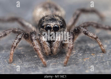 Zebra Jumping Spider (Salticus scenicus) foto frontale che mostra i grandi occhi. Thurles, Tipperary, Irlanda. Foto Stock