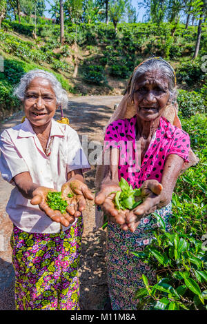 KANDY, SRI LANKA - febbraio 8: Due old ladies spiumatura aka picking tè nella piantagione. Febbraio 2017 Foto Stock