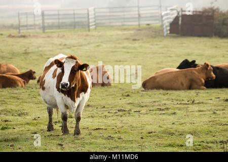 Curioso mucca in un campo Foto Stock