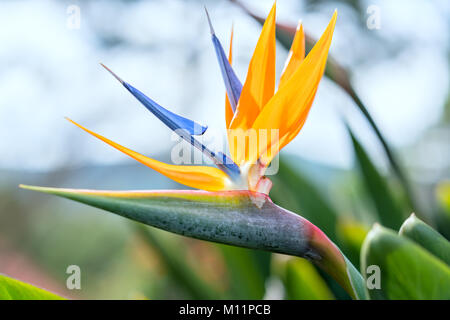 L'uccello del paradiso i fiori sbocciano nel giardino d'amore. Questo è il fiore che simboleggia uccelli in volo che esprimono la libertà nella vita Foto Stock