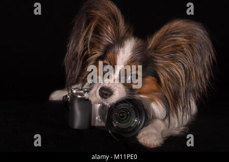 Bello cane Continental Toy Spaniel Papillon con fotocamera su sfondo nero Foto Stock