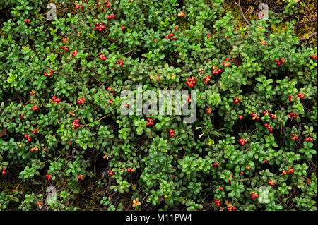 Lingonberries o cowberries (Vaccinium vitis-idaea) su un ramo. Foto Stock
