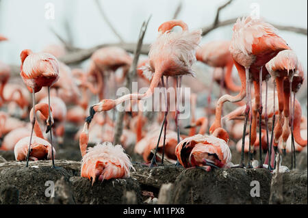 Colonia di Caribbean Flamingo su i nidi. Rio Maximo, Camaguey, Cuba. Foto Stock