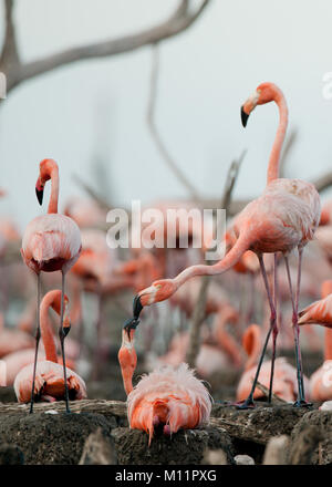 Colonia di Caribbean Flamingo su i nidi. Rio Maximo, Camaguey, Cuba. Foto Stock