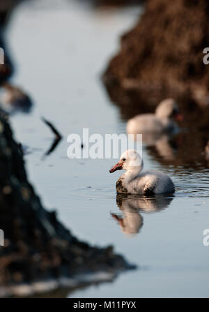 Bambino uccello dei Caraibi flamingo. Un caldo e fuzzy bambino uccello dei Caraibi flamingo a nidi. Foto Stock