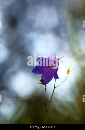 Primo piano della bluebell fiori.PARTE ANTERIORE Foto Stock