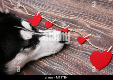 Siberian Husky cane vicino al cuore rosso. Decorazione per il giorno di San Valentino. Foto Stock