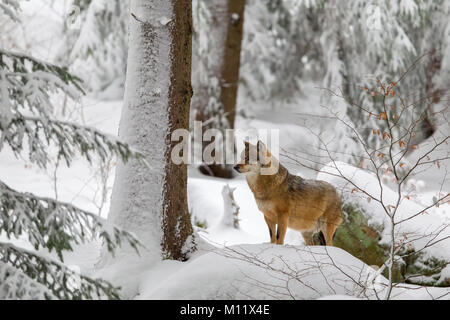 Lupo (Canis lupus) nella neve nel contenitore degli animali nel Parco Nazionale della Foresta Bavarese, Baviera, Germania. Foto Stock