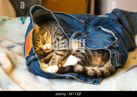 Un adorabile gattino dormire in someones jeans blu su un letto Foto Stock