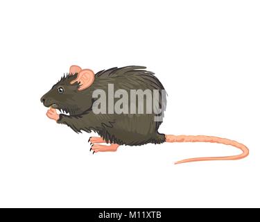 Un grande grigio seduta di ratto e mangiare. Illustrazione Vettoriale