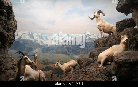Museo di Storia Naturale di Los Angeles County California America USA Foto Stock