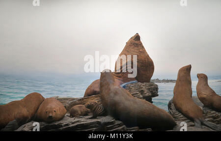 Museo di Storia Naturale di Los Angeles County California America USA Foto Stock