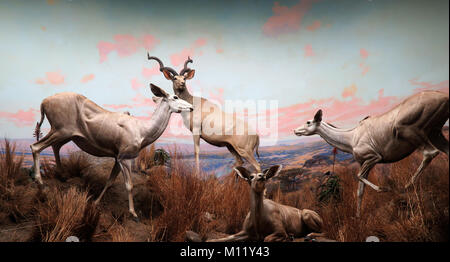 Museo di Storia Naturale di Los Angeles County California America USA Foto Stock