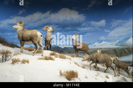 Museo di Storia Naturale di Los Angeles County California America USA Foto Stock