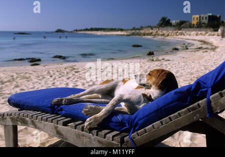 Messico. La penisola dello Yucatan. Tulum. Cane sulla sedia a sdraio. Cane sulla sedia a sdraio sulla spiaggia. Foto Stock