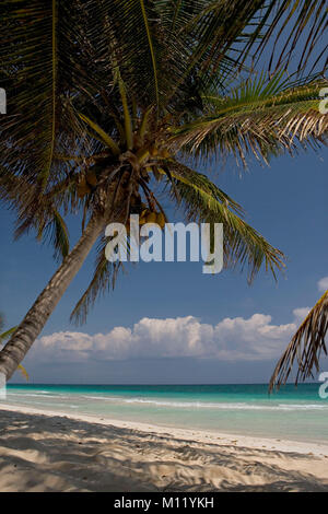 Messico. La penisola dello Yucatan. Tulum. Alberi di palma. Spiaggia tropicale. Foto Stock