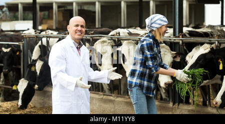 Allegro due lavoratori di veterinari lavora con latte di mucche vaccheria all'aperto Foto Stock