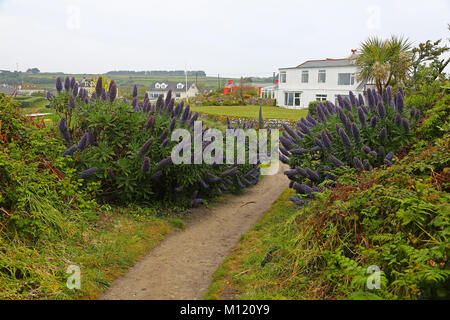 Echium candicans (aka. Echium fastuosum) probabilmente "orgoglio di Madera " varietà, Saint Mary's, isole Scilly, Regno Unito Foto Stock