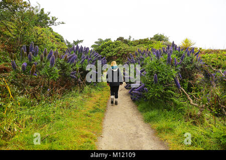 Echium candicans (aka. Echium fastuosum) probabilmente "orgoglio di Madera " varietà, Saint Mary's, isole Scilly, Regno Unito Foto Stock