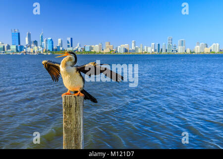 Darter con paesaggio urbano di Perth Foto Stock