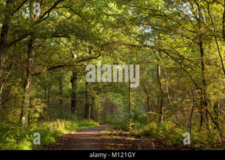 Germania, Colonia, legno di Wahner Heath. Deutschland, Koeln, Wald in der Wahner Heide. Foto Stock