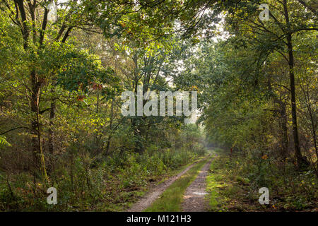 Germania, Colonia, legno di Wahner Heath. Deutschland, Koeln, Wald in der Wahner Heide. Foto Stock