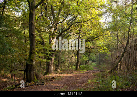 Germania, Colonia, legno di Wahner Heath. Deutschland, Koeln, Wald in der Wahner Heide. Foto Stock