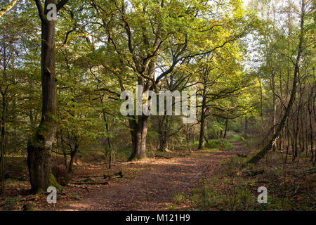 Germania, Colonia, legno di Wahner Heath. Deutschland, Koeln, Wald in der Wahner Heide. Foto Stock