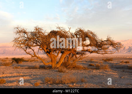 Acacia, Arava, Israele Foto Stock