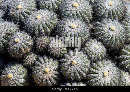 Cactus (Copiapoa cinerascens),Sugar Loaf Parco Nazionale,vicino a Chañaral,Región de Atacama, Cile Foto Stock