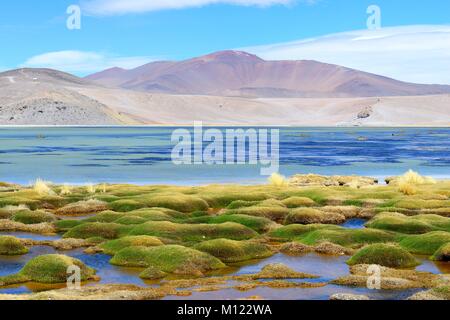 Vegetazione a la laguna di Santa Rosa,Parco Nazionale Nevado Tres Cruces,Región de Atacama, Cile Foto Stock