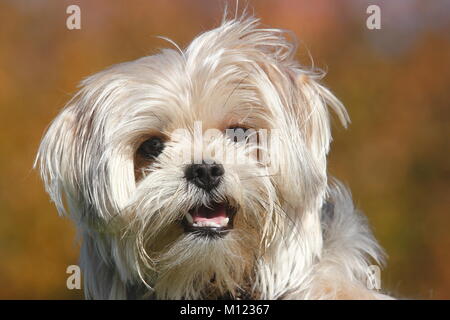 Yorkie Shih Tzu Mongrel,il maschio, 1 anno,ritratto,della Renania settentrionale-Vestfalia,Germania Foto Stock