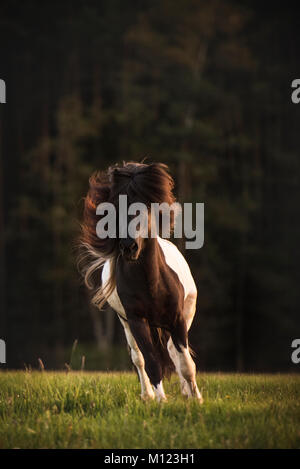 Cavallo islandese (Equus islandicus),guancia al galoppo sui prati,Germania Foto Stock
